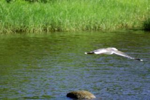 Gull seagull in flight calm about Virginia Aquarium lake grassland