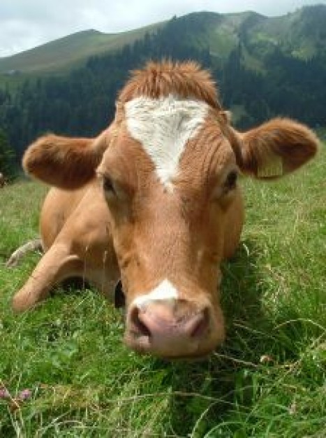 Gurkha a lovey cow lying on grassland about Chennai Recreation