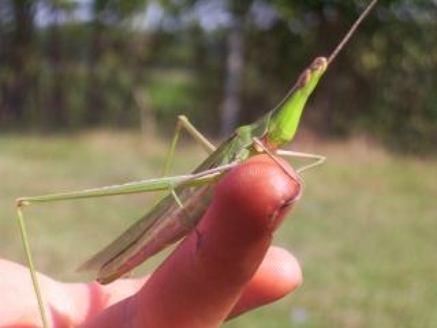 Gurkha animal bug green standing on finger about Insect Ironside