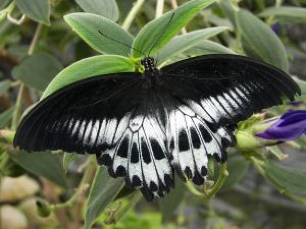 Gurkha butterfly in white and black on a leaves about Beauty photo art