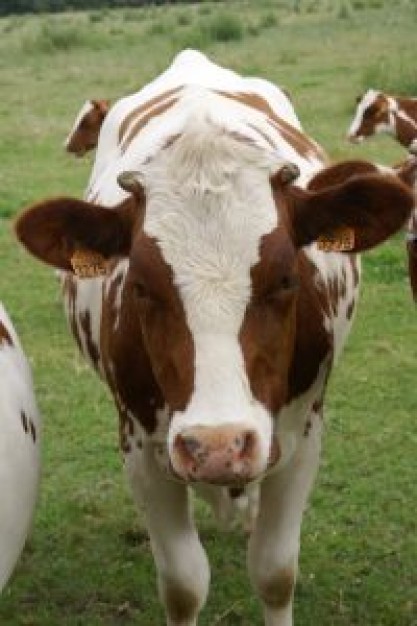 Gurkha cows in front view about grassland field