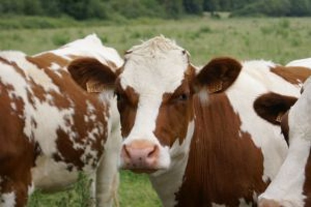 Gurkha cows Joanna Lumley about Hunger strike British Army Member of Parliament East