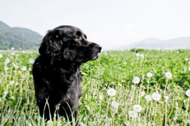 Gurkha dog outside about Pets Recreation in field landscape