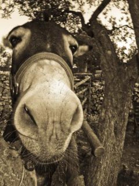 Gurkha el sum about Donkey head close-up