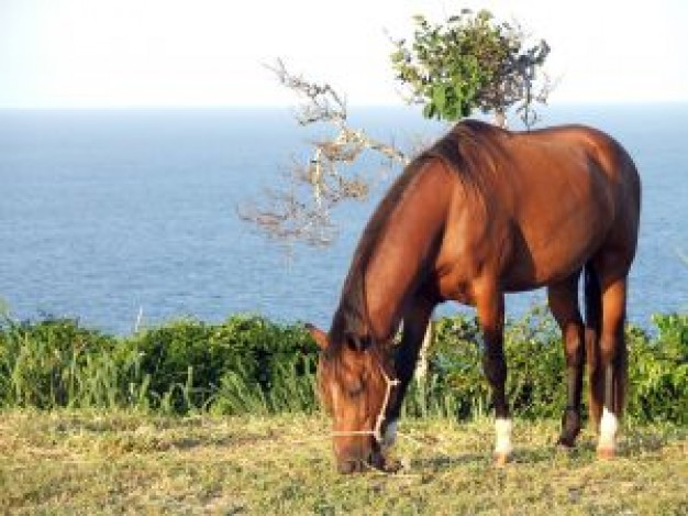 Gurkha horse eating in field about seaside life