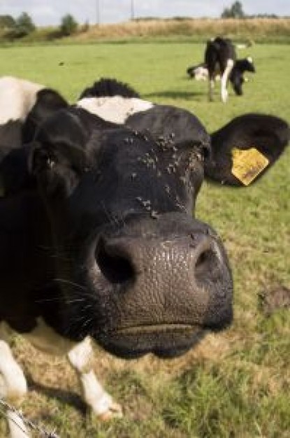 Gurkha mooooeeee about grassland in farm