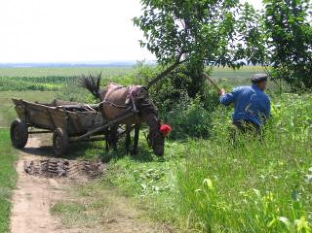 Gurkha peasant Nepal in the field about Peasant Olive country