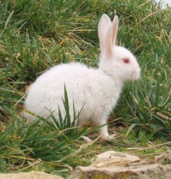 Gurkha rabitt Malaga in field about rabbit eating grass