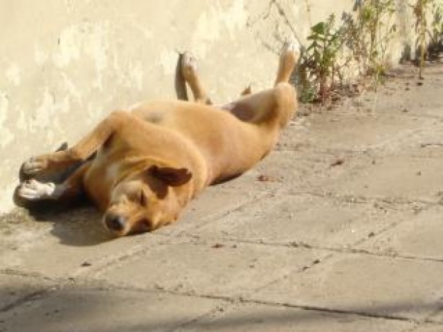 Gurkha summer dog lying the corner of wall in the city about Recreation Nepal