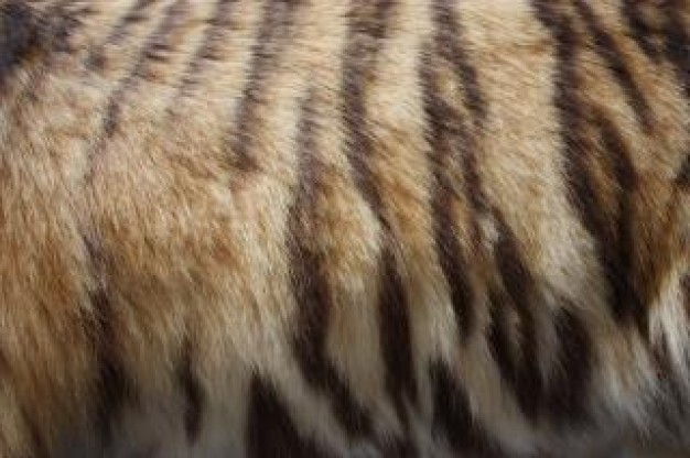 Gurkha tiger fur close-up about Kukri shell