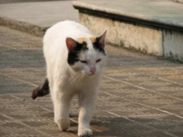 Gurkha white Cat fur about Felidae Ironside