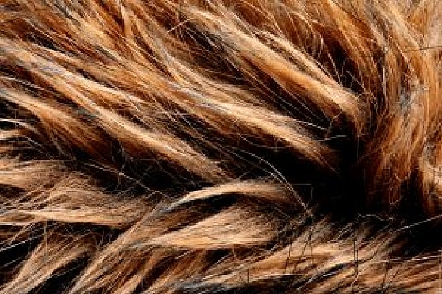 Hair fur Hair care texture about animal part