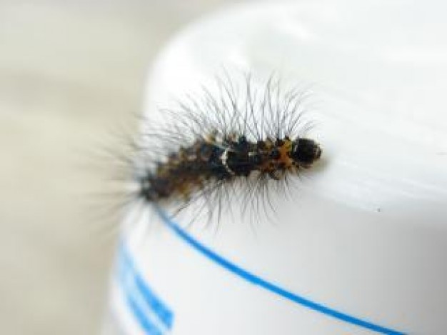 hairy caterpillar crawling over white bottle surface