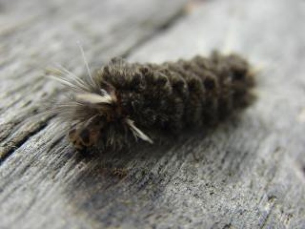 hairy caterpillar insect over wood floor