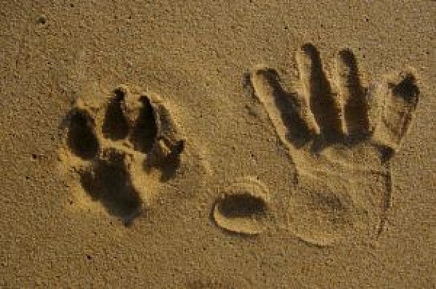 hand prints and animal print in beach