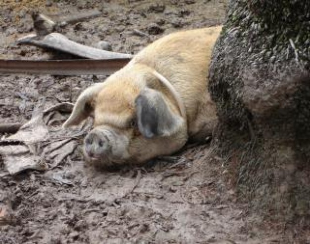 happy as a pig sleeping at earth floor