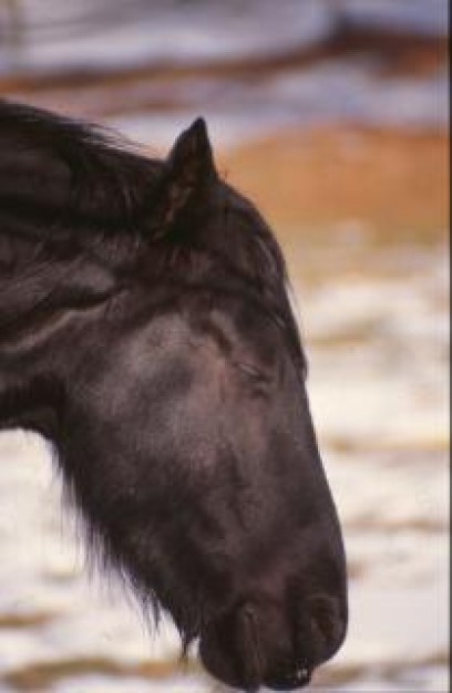 head of horse farm stallion