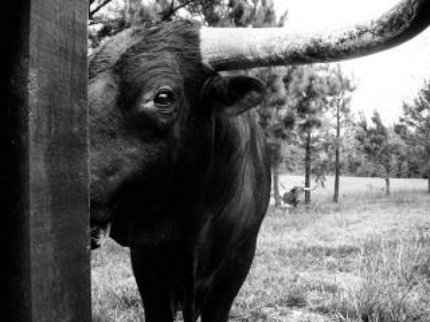 Health bull eye close-up about black and white Art