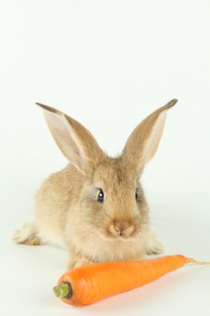 healthy eating food friend animals that rabbit eating carrot