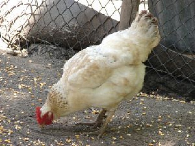 hen eating corn in cage