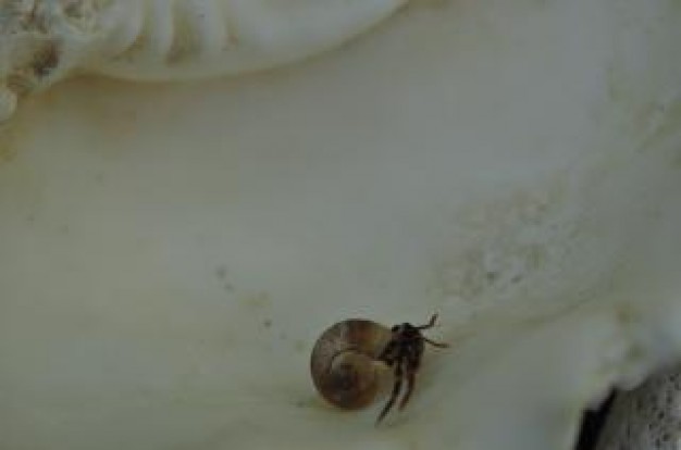 hermit Crab crab on a shell about Seattle Aquarium Food