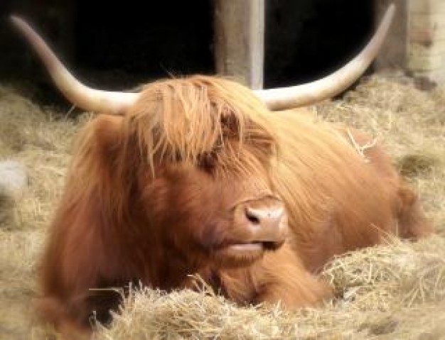 Highland cattle highland Cattle cow farm animal about resting animal