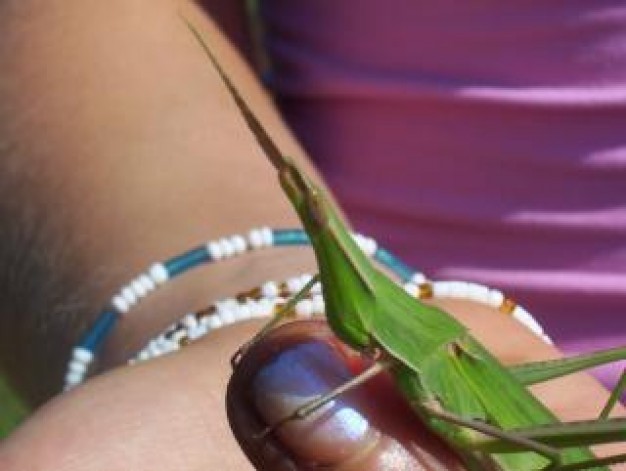 Home animal Insect hand about insect and people