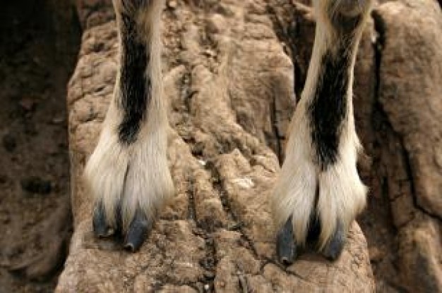 hooves feet sitting at hillock