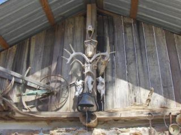 Horn animal Arts bones about Animal death