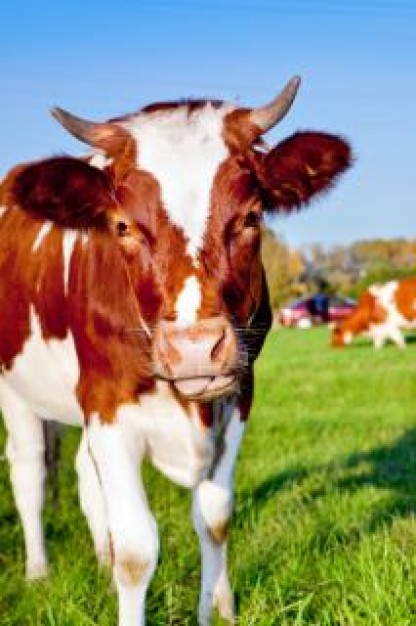 Horn cow Twitter horns about animal close-up in front view