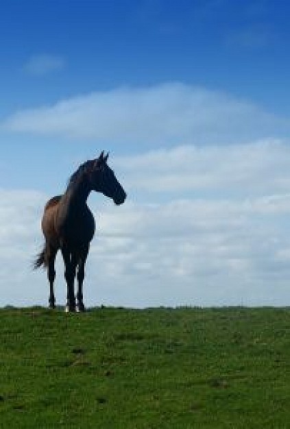 horse alone standing at skyline in a cloudy day