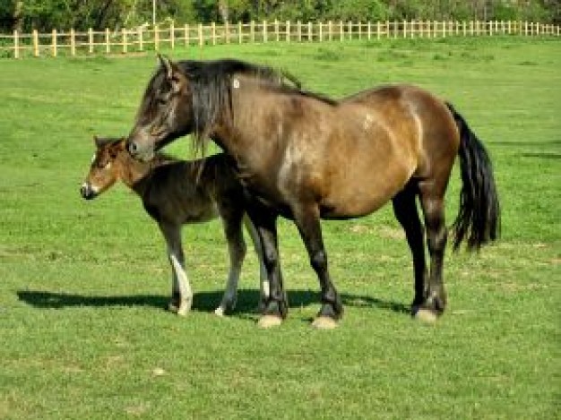 Horse an horse family in farm about animal photo art