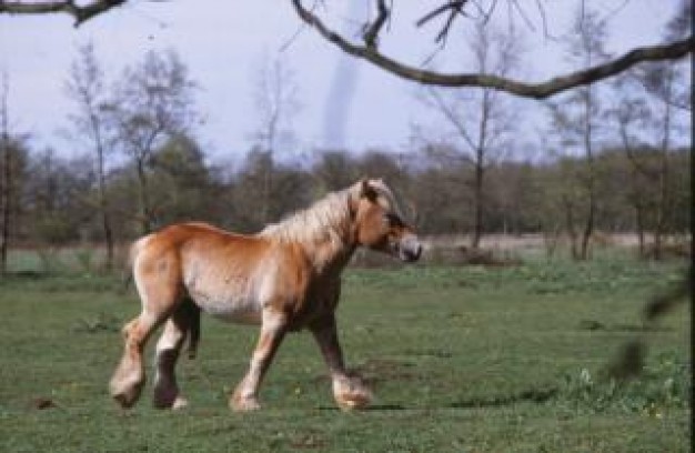horse Animal at Farm animal farming field about Livestock George Orwell