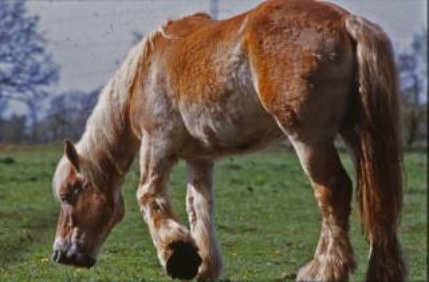 horse animal eating grass at farming in side view