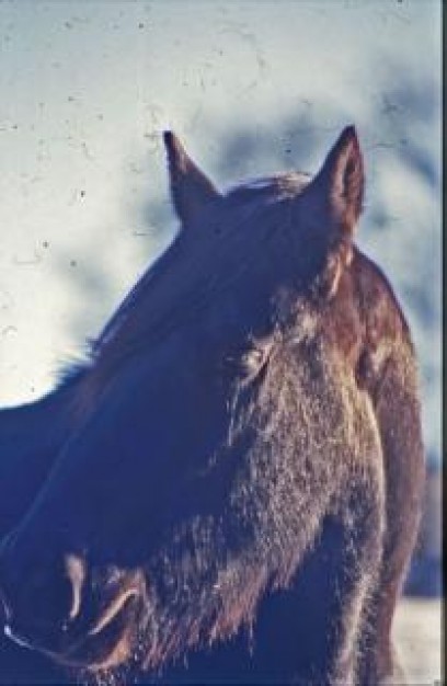 horse animal head close-up with snow background