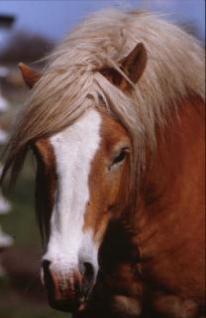 Horse Business head farming about Stallion close-up