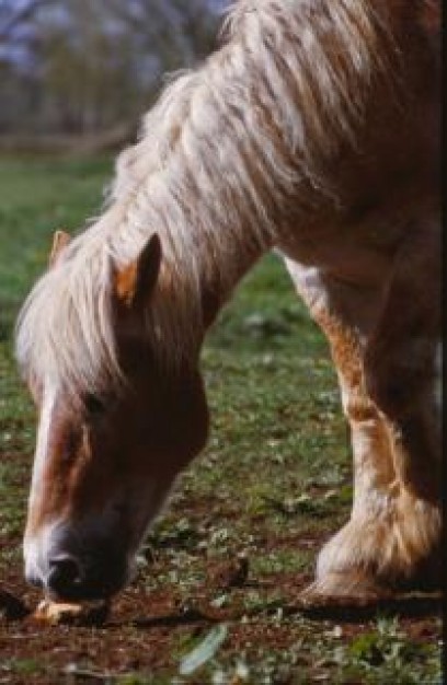 horse eating at grass close-up