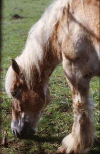 horse eating grass farming under sunshine