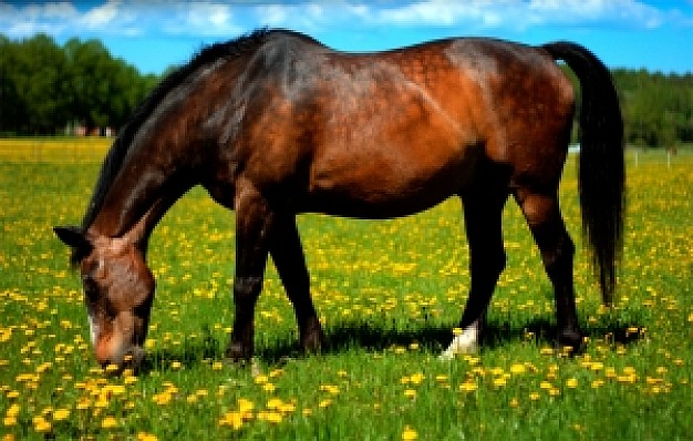 horse eating in a field of grass with yellow flowers