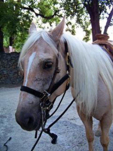 Horse Equestrian riding about Equestrianism Sports