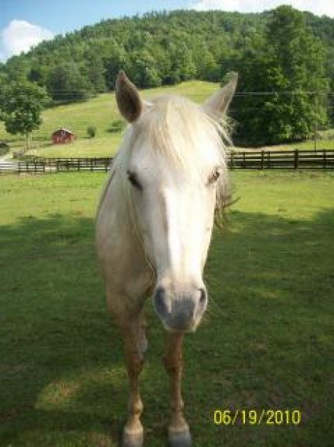 horse front view of equestrian friend with green nature grassland background