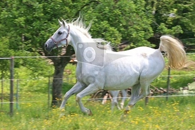 horse funning over flower and tree