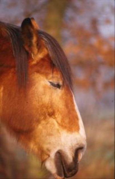 horse fur hair over autumn forest