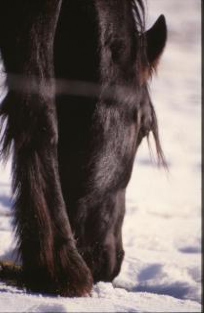 horse head farming horse eating snow