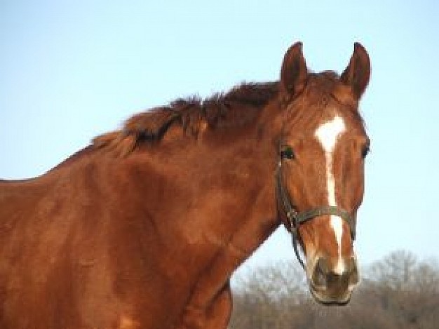 horse head feature with autumn sky and tree background