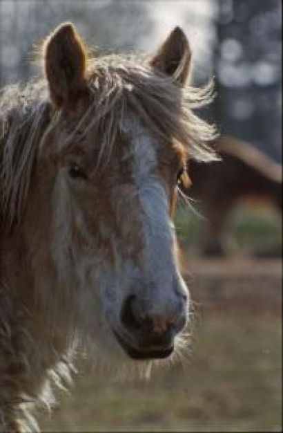 horse head looking back you and fur close-up