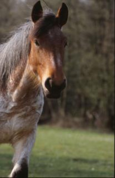 horse head portrait close-up