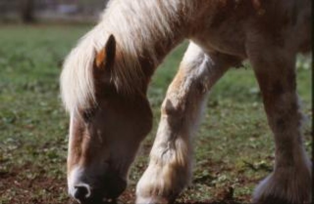 horse head side view eating grass in farm