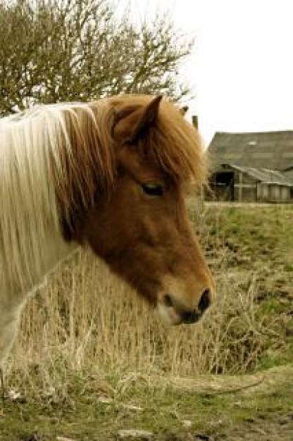 Horse horse Mammal mammal about farm life