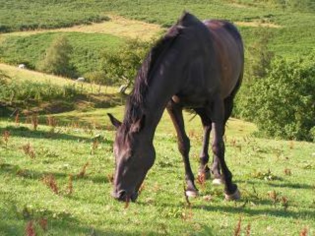 horse lunch  about field grass mountain landscape